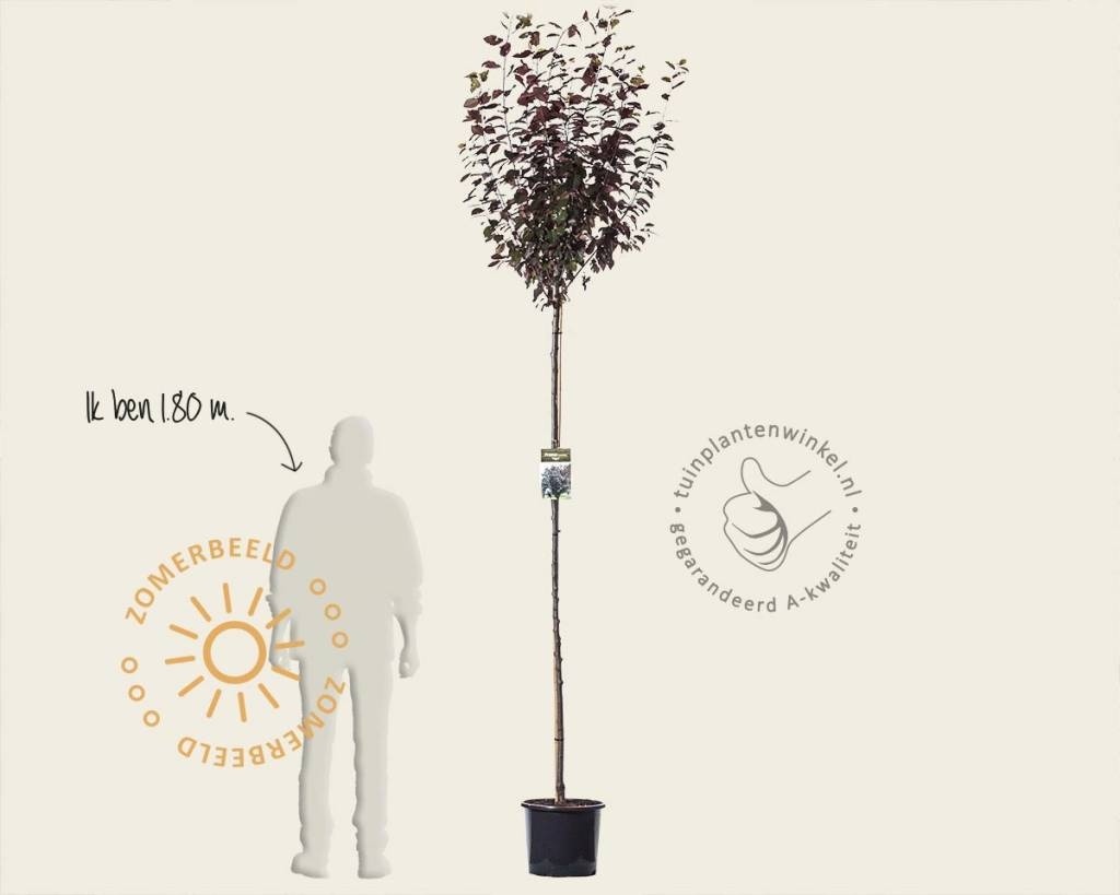 Prunus cerasifera 'Nigra'