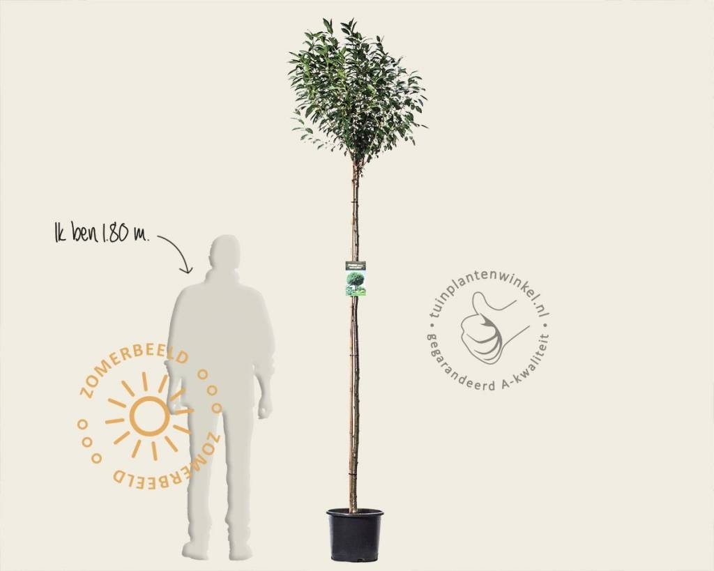 Prunus eminens 'Umbraculifera' - 180 cm stam