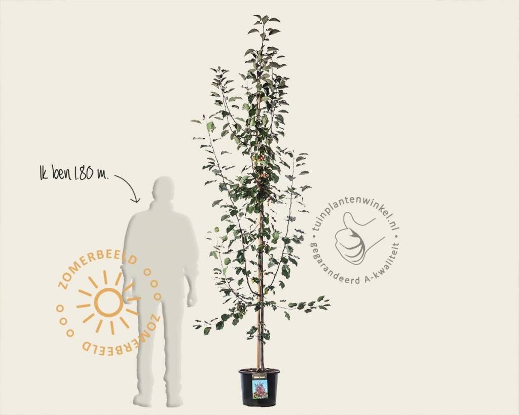 Malus 'Rudolph' - beveerd