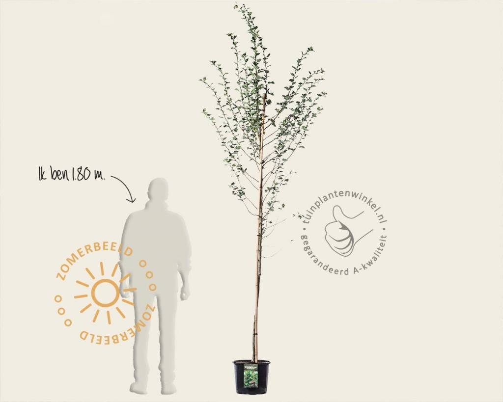 Crataegus laevigata 'Paul's Scarlet'