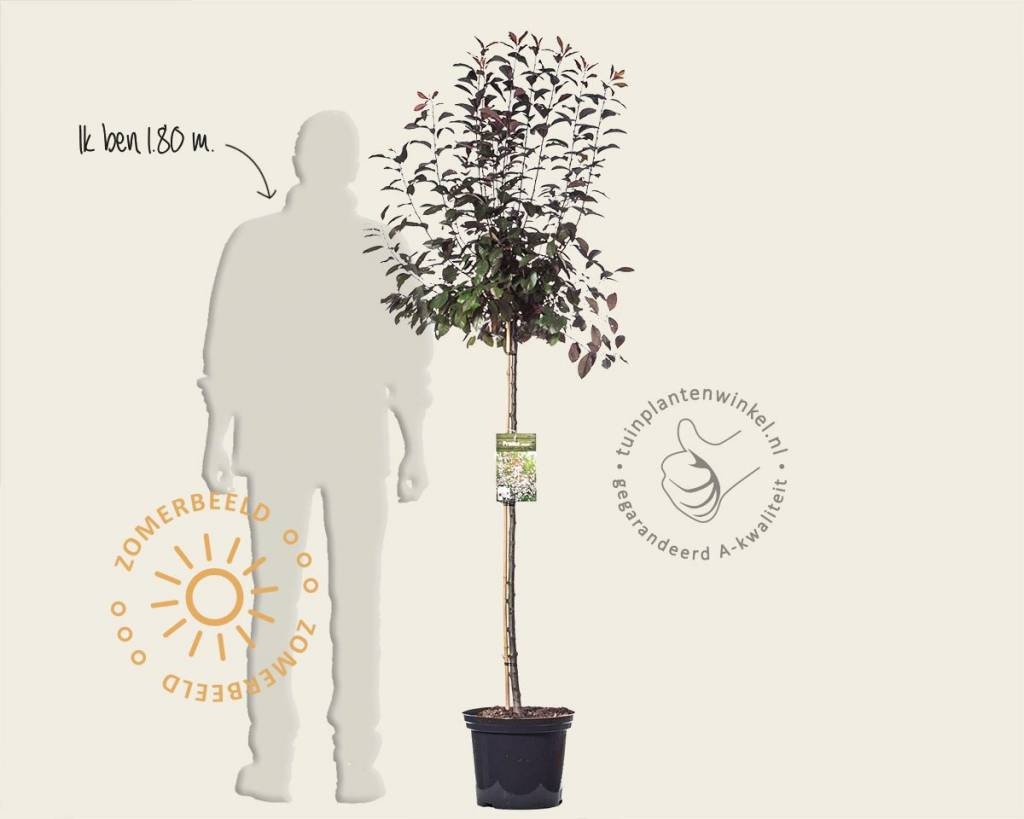 Prunus cistena - op stam