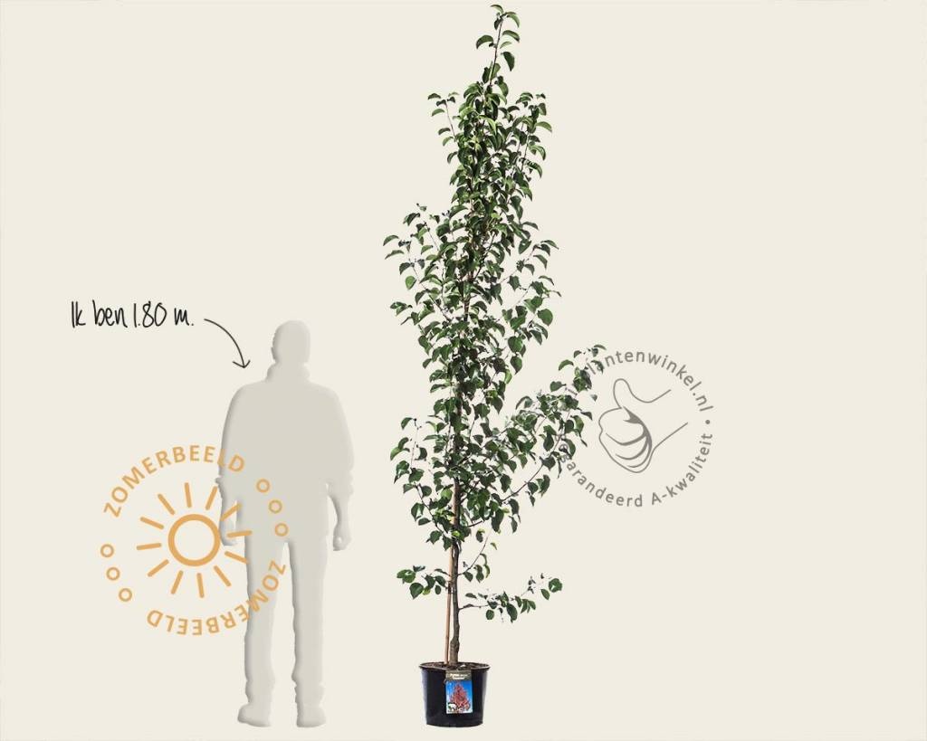 Pyrus calleryana 'Chanticleer' - beveerd