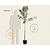 Malus domestica 'James Grieve' - halfstam