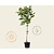 Juglans regia - laagstam