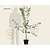 Prunus domestica 'Reine Claude D'Oullins' - laagstam