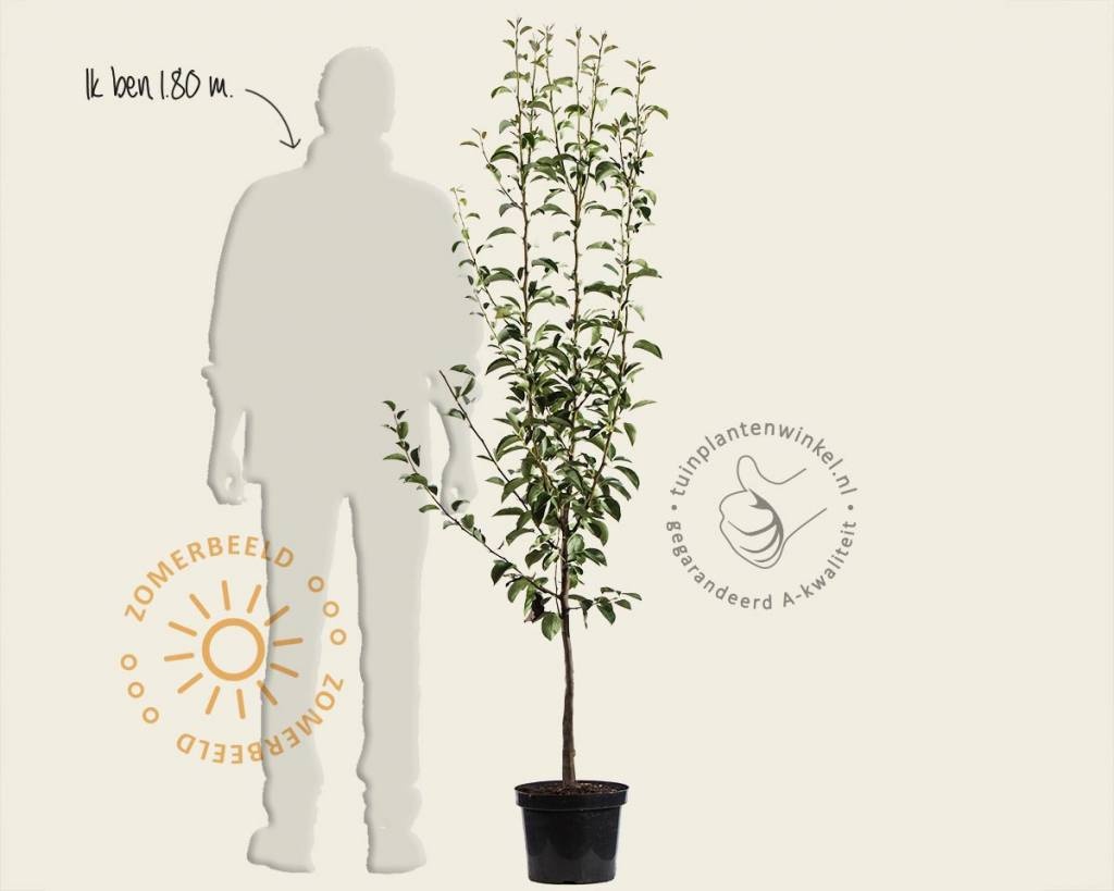 Pyrus communis 'Saint Remy' - laagstam
