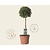 Buxus sempervirens bol - 35 cm stam