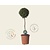 Buxus sempervirens bol - 45 cm stam