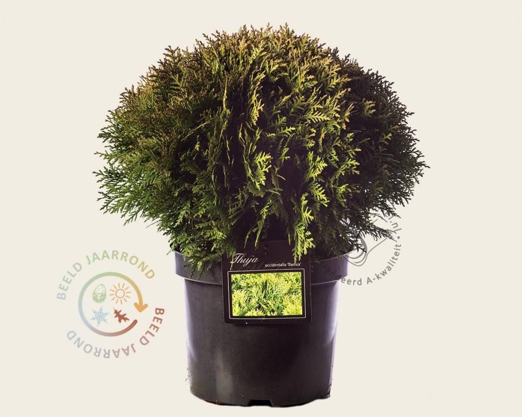 Thuja occidentalis 'Danica'