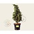 Juniperus squamata 'Blue Swede'