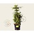 Juniperus media 'Pfitzeriana Aurea'
