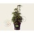 Juniperus squamata 'Blue Carpet' 60/80