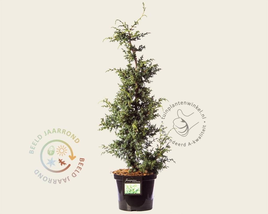 Juniperus chinensis 'Blue Alps'