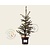Picea pungens 'Hoopsii'