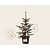 Picea pungens 'Oldenburg'