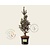 Picea pungens 'Iseli Fastigiate'