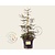 Picea orientalis 'Aureospicata' 50/60