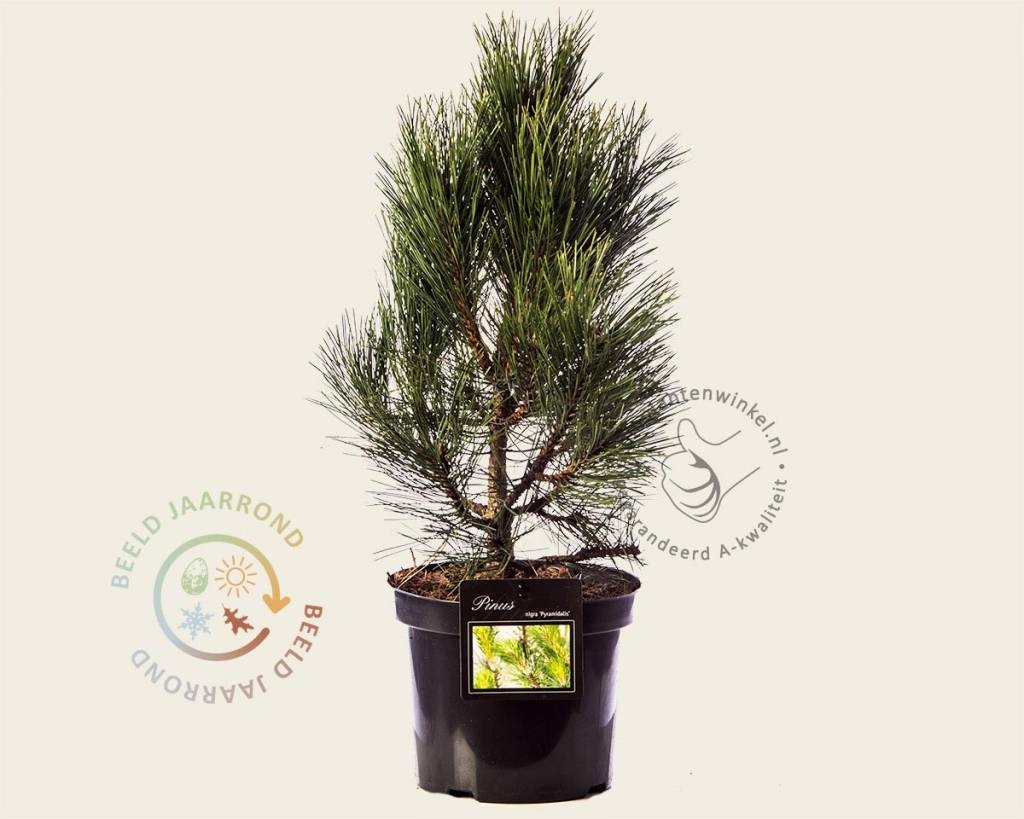 Pinus nigra 'Pyramidalis'