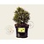 Pinus mugo 'Mops'