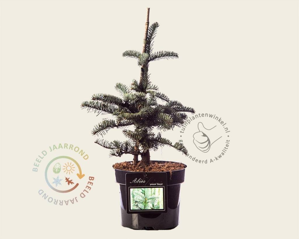Abies procera 'Glauca'