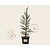 Sequoiadendron giganteum 'Glaucum'