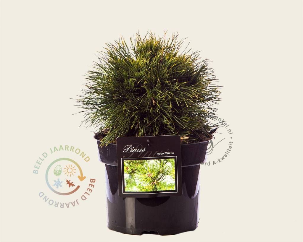Pinus mugo 'Varella'
