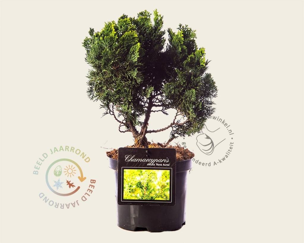 Chamaecyparis obtusa 'Nana Aurea' 20/25