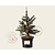 Picea pungens 'Koster' 30/40