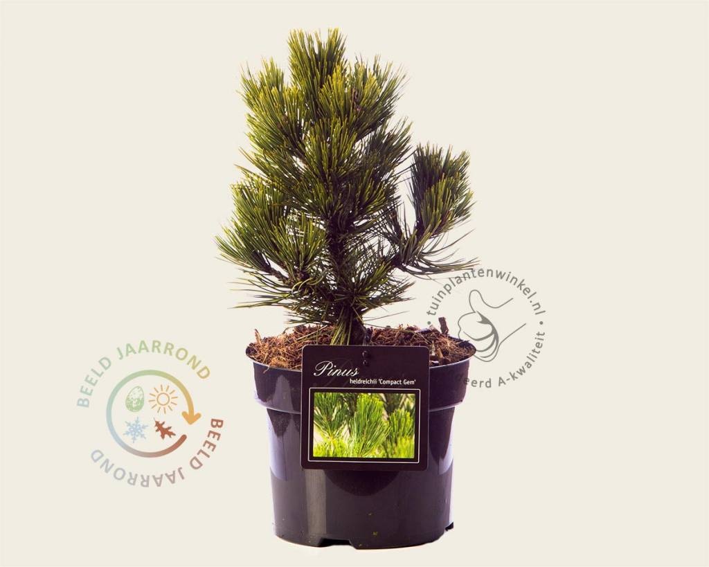 Pinus heldreichii 'Compact Gem' 20/25