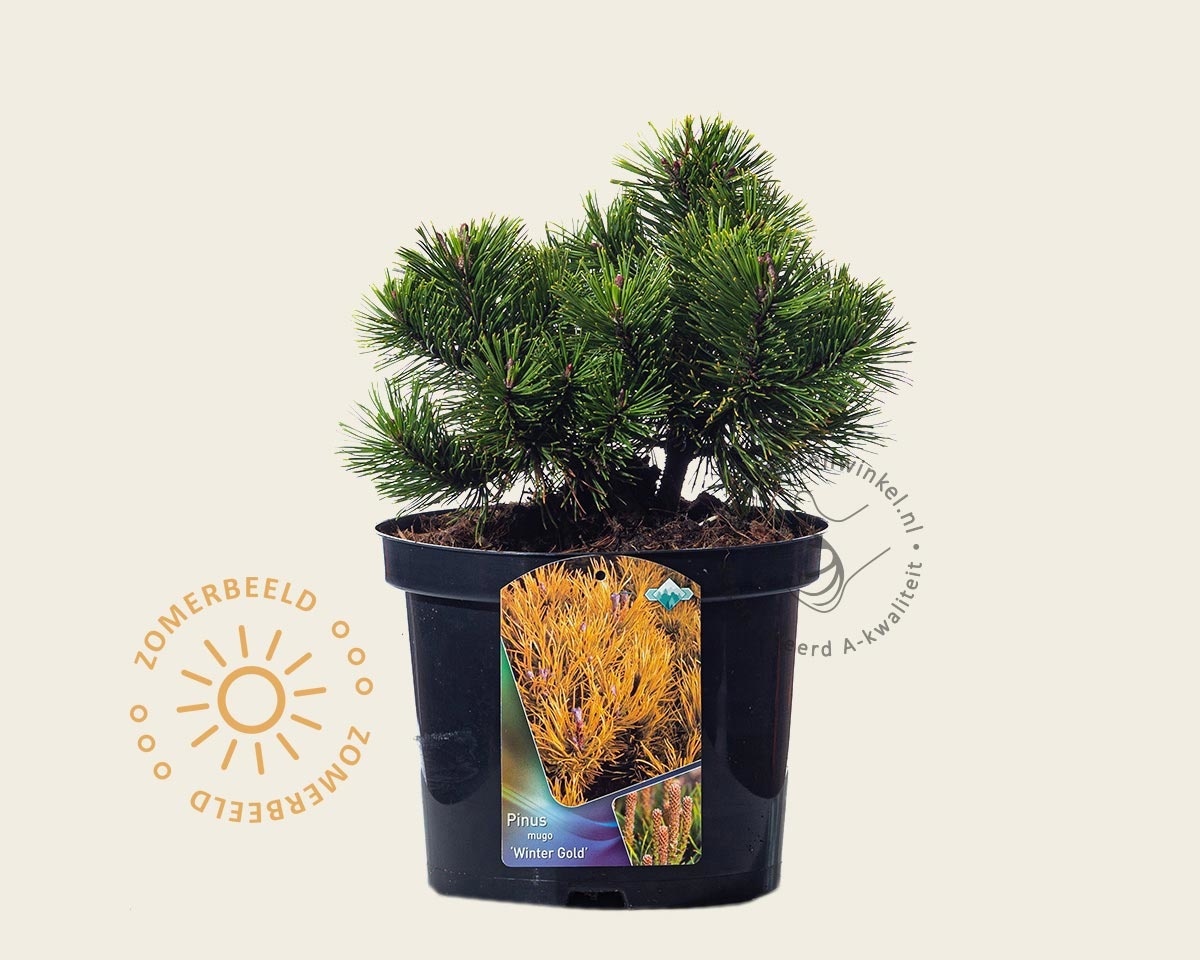 Pinus mugo 'Winter Gold'