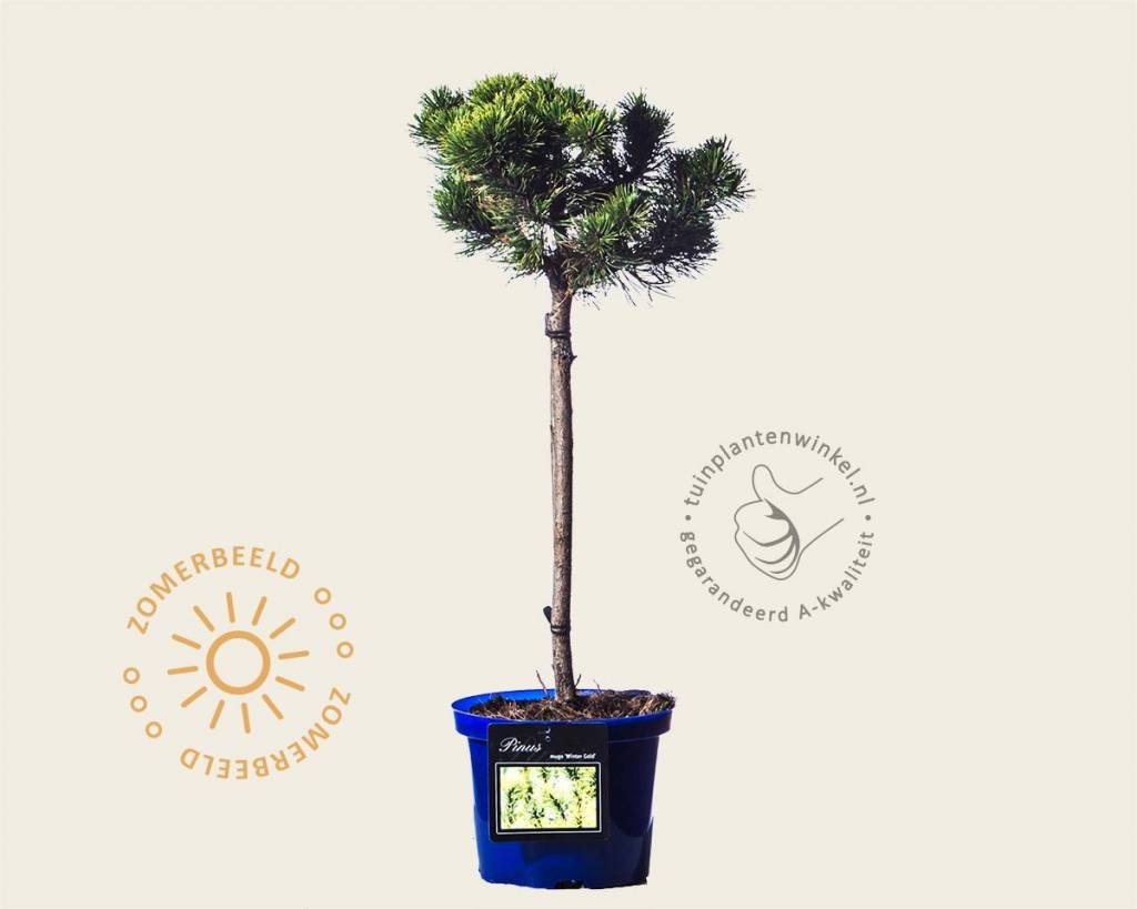 Pinus mugo 'Winter Gold' - 40 cm stam