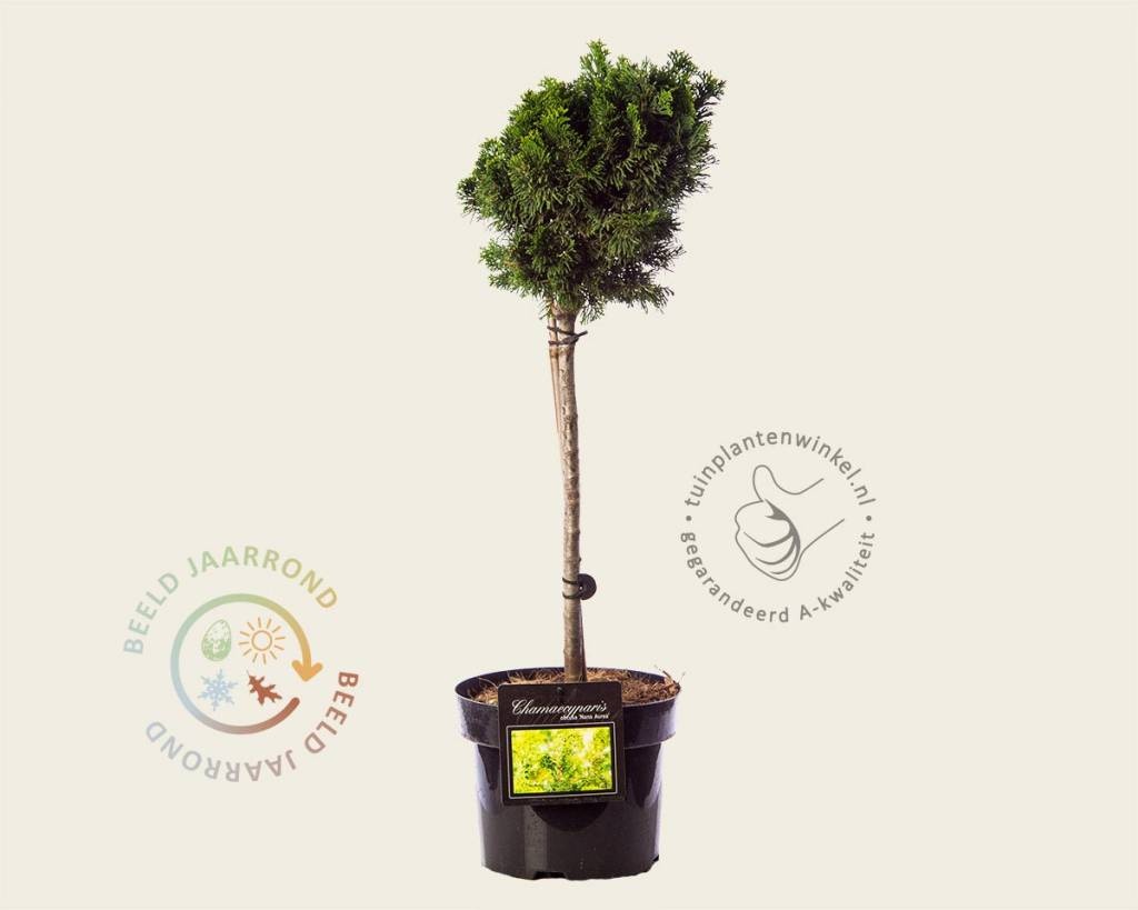 Chamaecyparis obtusa 'Nana Aurea' - 40 cm stam