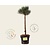 Pinus sylvestris 'Watereri' - 40 cm stam