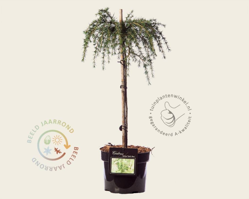 Cedrus deodara 'Feelin Blue' - 40 cm stam
