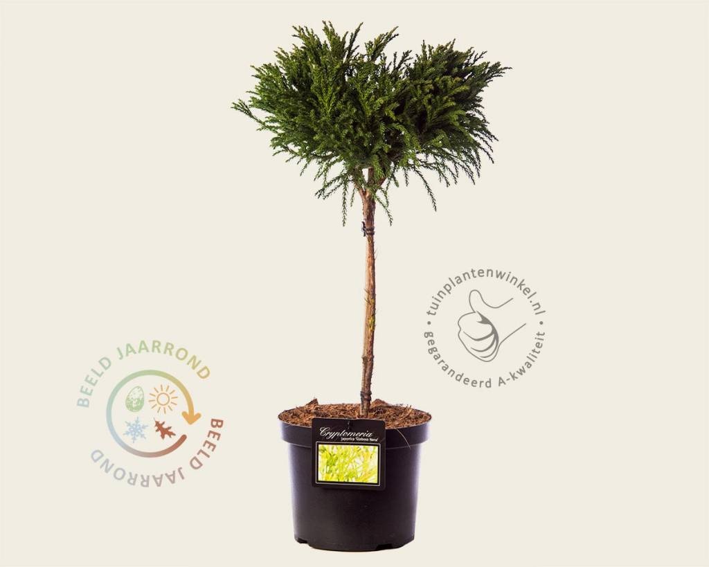 Cryptomeria japonica 'Globosa Nana' - 40 cm stam