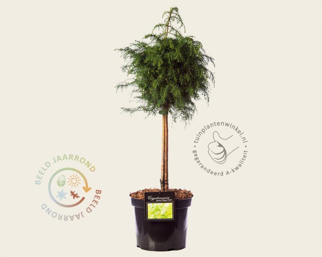 Cryptomeria japonica 'Elegans Viridis' - 40 cm stam