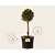 Pinus mugo 'Varella' - 40 cm stam extra dik