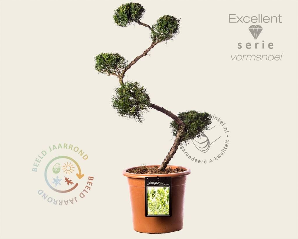 Juniperus chinensis 'Kaizuka' - bonsai - Excellent