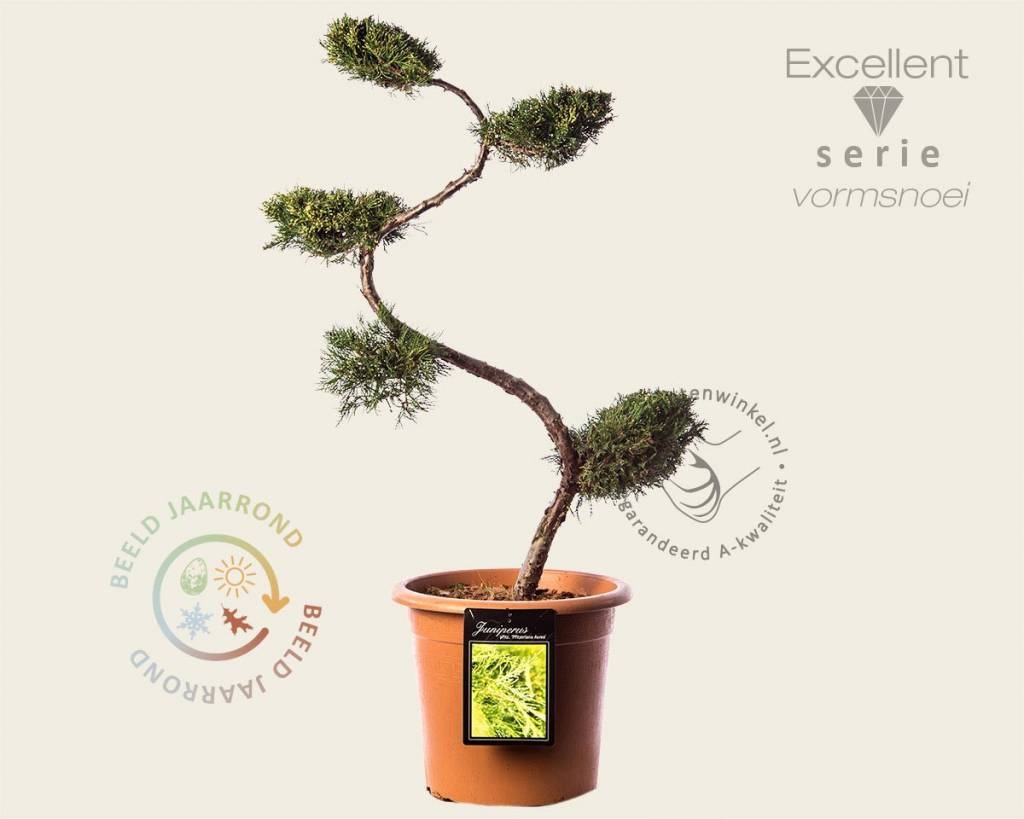 Juniperus media 'Pfitzeriana Aurea' - bonsai - Excellent