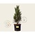 Pinus nigra 'Green Tower'