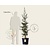 Sequoiadendron giganteum 'Glaucum' 150/175
