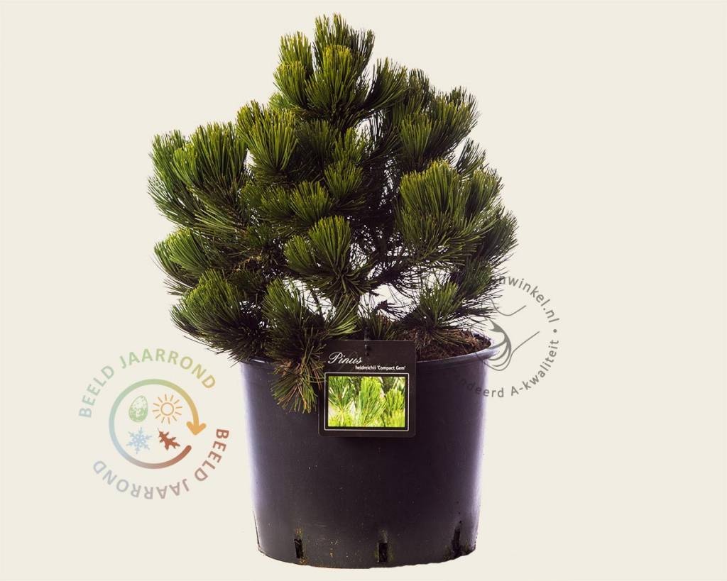 Pinus heldreichii 'Compact Gem' 35/45
