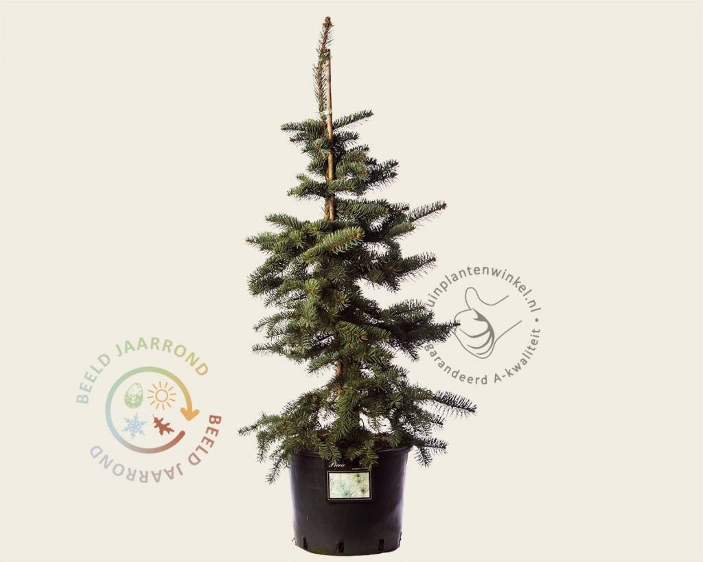 Picea pungens 'Koster' 80/100