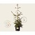 Picea orientalis 'Aureospicata' 80/100