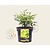 Nandina domestica 'Lemon Lime'