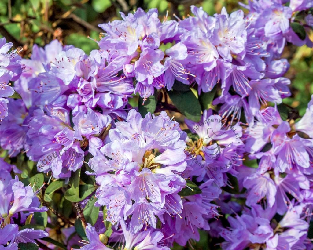 Rhododendron 'Blue Tit'