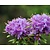 Rhododendron 'Blue Silver'