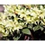 Rhododendron 'Princess Anne'