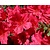 Rhododendron Azalea 'Arabesk'
