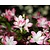 Rhododendron azalea 'Izumi-no-mai'